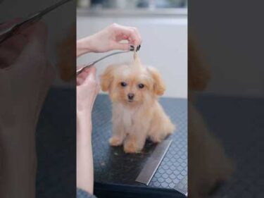 子犬のちょんまげを切ったらこんなお顔に・・・！