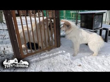 いつの間にか11歳どうし！兄弟のルカ君と元気に再会したアランです　Great Pyrenees　グレートピレニーズ