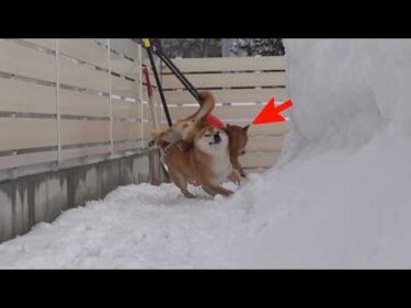 大雪の翌日、柴犬はなぜか毎回こうなる