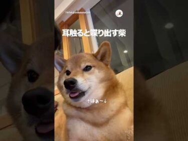 耳を触るとお喋りスイッチ入る柴｜PECO