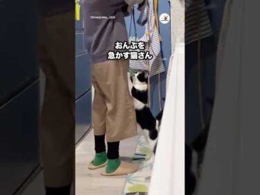 おんぶを急かして…｜PECO