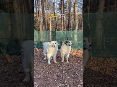 Belle Lily #greatpyrenees #todaysrunrun #グレートピレニーズ #今日のルンルン