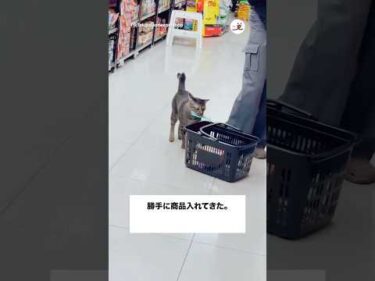 勝手に商品入れてくる猫｜PECO