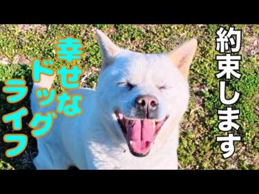 【必ず成功する犬のしつけ】迎え入れてから最初にして欲しいこと（簡単に教えれる境界線）