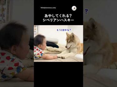 あやしてくれてる？シベリアンハスキー｜PECO