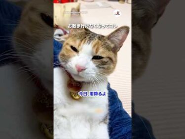 👱‍♂️「お父さん悪くないもん」｜PECO