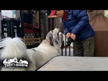 お父さんの説明をちゃんと聞いているアランとベルとリリーです　Great Pyrenees　グレートピレニーズ