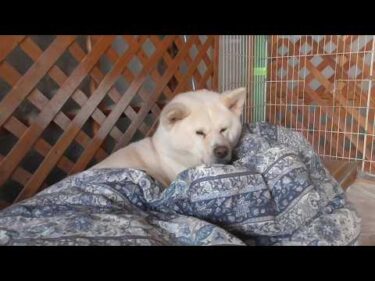 【秋田犬ゆうき】ぽかぽか陽気が眠りを誘う春の始めは全てがお布団を中心とした動きになる【akita dog】