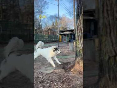 Belle ベル #greatpyrenees #todaysrunrun #グレートピレニーズ #今日のルンルン