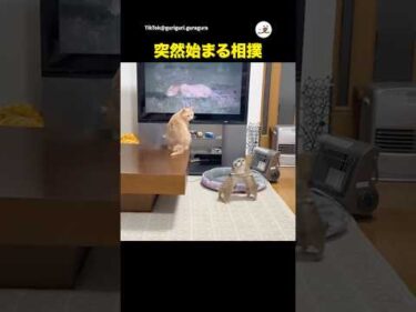 ミーアキャットが相撲はじめた｜PECO