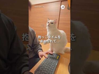 抱っこタイムを求められて…｜PECO