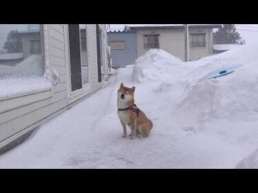 柴犬は猛吹雪で散歩を断念しました…