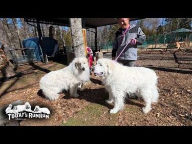 ぴれちゃんねるさんにお花をもらったルンルンです　Great Pyrenees　グレートピレニーズ