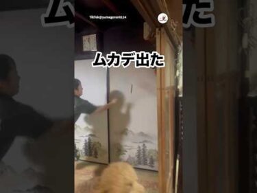 父、ムカデ退治なるか！｜PECO