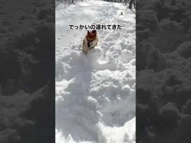 柴が雪だるま連れてきた｜PECO
