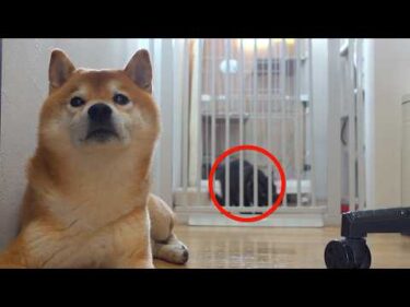 子猫の病院で心配する柴犬‥数分後、爆笑の展開へ。