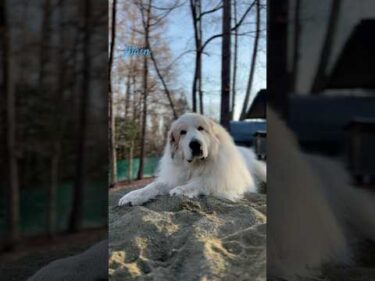 Alain アラン #greatpyrenees #todaysrunrun #グレートピレニーズ #今日のルンルン