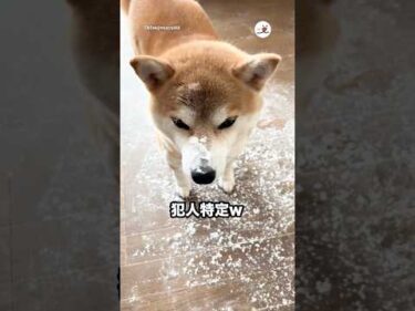 片栗粉ぶち撒けられた😂｜PECO