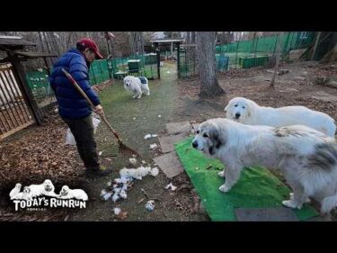 置き忘れ注意！置きっぱなしは逃さないリリーです　Great Pyrenees　グレートピレニーズ