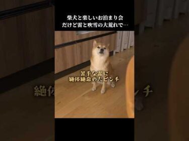 柴犬との楽しいお泊まり会なのに、思わぬ出来事が起きてしまい…💦 #怖い #shibainu #可愛い