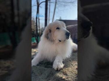 Alain アラン #greatpyrenees #todaysrunrun #グレートピレニーズ #今日のルンルン