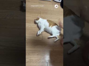 強めのマッサージ｜PECO