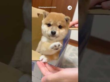 お家に小雪ちゃんがきた日｜PECO