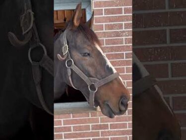 【稀代の名ジャンパー】最新映像!! もうすぐ15歳 #オジュウチョウサン #競馬 #引退馬 #shorts #horse