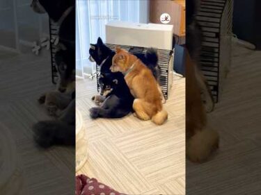 ストーブ前が…｜PECO