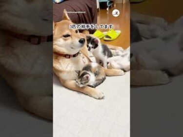 子猫たちの子守りをする柴犬さん｜PECO