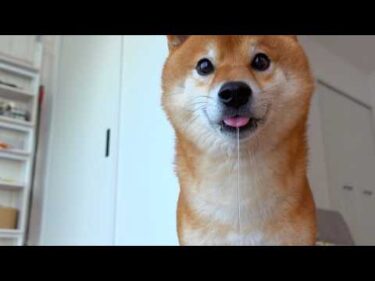 柴犬の沼、軽い気持ちで入ると危険です。