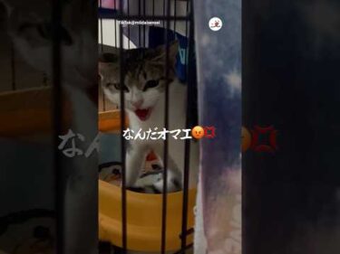 伝えたいけど伝わらない｜PECO