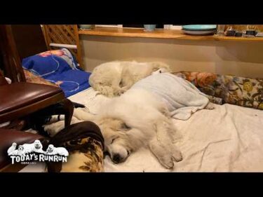 寝る時と遊ぶ時…役割分担でリリーを育てるアランとベルです　Great Pyrenees　グレートピレニーズ