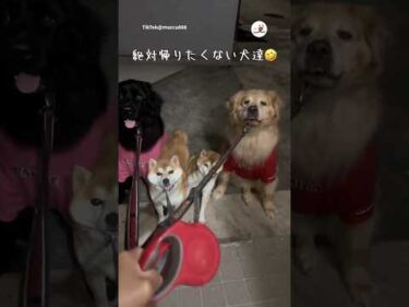 絶対家に帰りたくない｜PECO