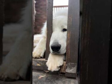 Lily リリー #greatpyrenees #todaysrunrun #グレートピレニーズ #今日のルンルン