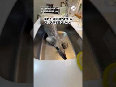 アリクイさん、スリスリする｜PECO