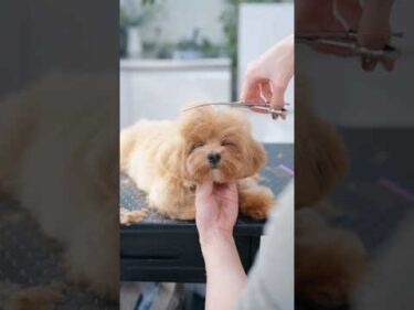 どんどん眠くなって瞼が開かない子犬