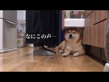 様子がおかしく鳴き続ける柴犬、その意外な原因とは…