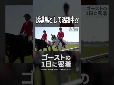 誘導馬ゴーストの1日に密着  #競馬 #horse #中山競馬場 #誘導馬