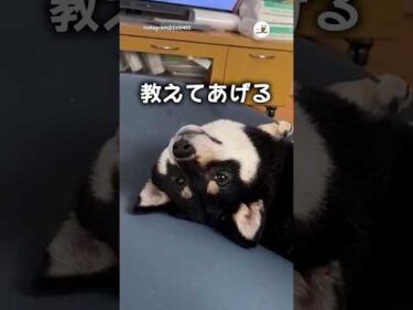 【柴犬】とっておきの秘密｜PECO