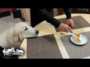 なぜか定番化した記念日翌日ケーキを堪能したアランとベルとリリーです　Great Pyrenees　グレートピレニーズ