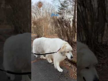 Alain アラン #greatpyrenees #todaysrunrun #グレートピレニーズ #今日のルンルン