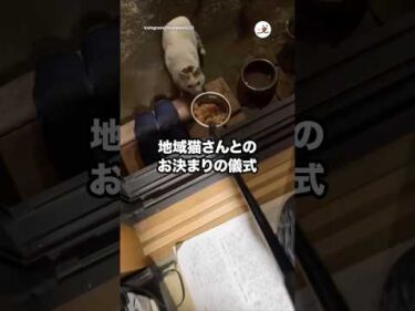 地域猫さんとのお決まりの儀式｜PECO