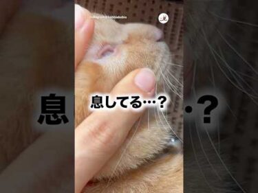 【焦るわ】生存確認｜PECO