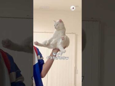 バランス感覚すごっ！｜PECO