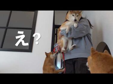 緊急で実家の柴犬を預かることになりました。