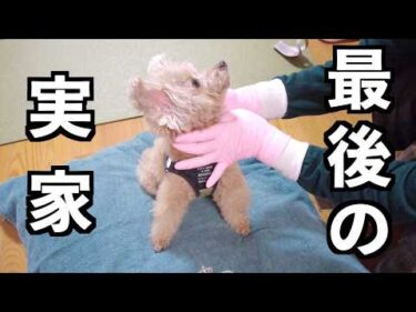 出産前最後のパパ実家に行ってきました！