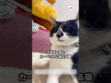ブチギレるとカーペットに当たる猫｜PECO