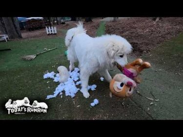 イタズラがバレても…反省どころか元気に荒ぶるリリーです　Great Pyrenees　グレートピレニーズ