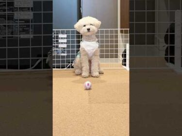 三桜たんがWBCのNetflixワンだふる始球式に挑戦⚾️ #pr #ネトフリwbc2026 #makedrama #netflix #netflixワンだふる始球式